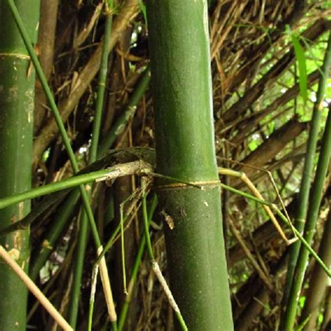 觀音宗竹|觀音竹(禾本科簕竹屬植物):形態特徵,生長環境,繁殖方。